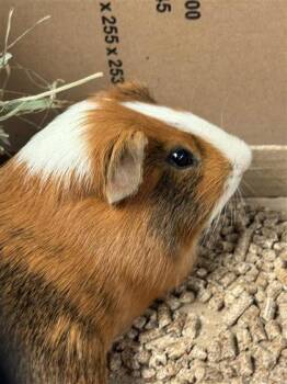 Rescue Guinea Pig Guinea Pigs for Adoption in Montreal, Quebec - Figaro | PetCurious